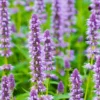 Anise Hyssop Live Plant - 3.5" Pot - Licorice Mint - Native- Edible and Medicinal Herb