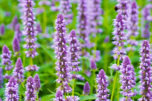 Anise Hyssop Live Plant - 3.5" Pot - Licorice Mint - Native- Edible and Medicinal Herb