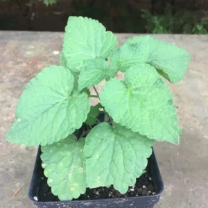Anise Hyssop Live Plant - 3.5" Pot - Licorice Mint - Native- Edible and Medicinal Herb