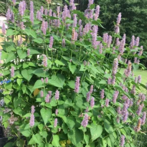 Anise Hyssop Live Plant - 3.5