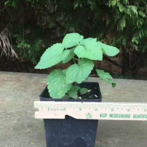 Anise Hyssop Live Plant - 3.5