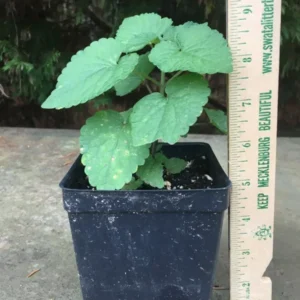 Anise Hyssop Live Plant - 3.5