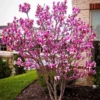 Ann Magnolia Plant - Gallon Pot Shrub/Tree with Purple Flowers