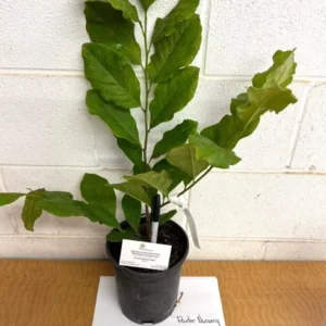 Ann Magnolia Plant - Gallon Pot Shrub/Tree with Purple Flowers