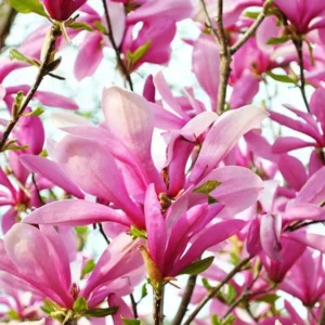 Ann Magnolia Plant - Gallon Pot Shrub/Tree with Purple Flowers