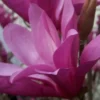 Ann Magnolia Tree - 2.5 Inch Pot Shrub with Purple Flowers, 6-12 Inch Plant