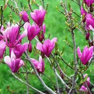 Ann Magnolia Tree - 2.5 Inch Pot Shrub with Purple Flowers, 6-12 Inch Plant