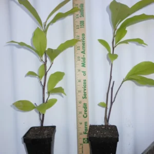 Ann Magnolia Tree - 2.5 Inch Pot Shrub with Purple Flowers, 6-12 Inch Plant