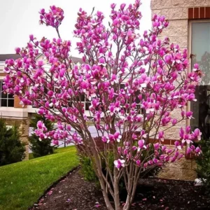 Ann Magnolia Tree - 2.5 Inch Pot Shrub with Purple Flowers, 6-12 Inch Plant