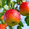 Anna Apple Fruit Tree - Fast Growing - Cold Hardy - Edible Fruit Tree