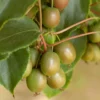 Anna Hardy Kiwi Vine - Actinidia Arguta Ananasnaya Plant - Gallon Pot - Fruit Tree