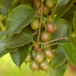 Anna Hardy Kiwi Vine - Actinidia Arguta Ananasnaya Plant - Gallon Pot - Fruit Tree