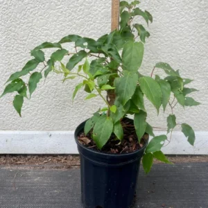 Anna Hardy Kiwi Vine - Actinidia Arguta Ananasnaya Plant - Gallon Pot - Fruit Tree