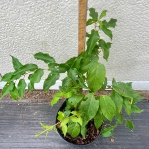 Anna Hardy Kiwi Vine - Actinidia Arguta Ananasnaya Plant - Gallon Pot - Fruit Tree