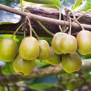 Anna Hardy Kiwi Vine - Actinidia Arguta Ananasnaya Plant - Gallon Pot - Fruit Tree