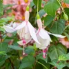 Annabelle White Fuchsia Plant Live Hummingbird Attracting Mother's Day Gift Flowering