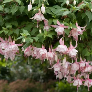 Annabelle White Fuchsia Plant Live Hummingbird Attracting Mother's Day Gift Flowering