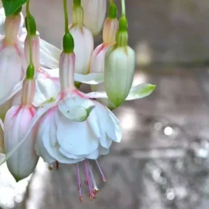 Annabelle White Fuchsia Plant Live Hummingbird Attracting Mother's Day Gift Flowering