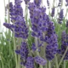 Annet English Lavender Plant - Culinary Herb - Ready to Plant - Purple Flowers