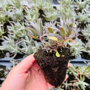 Annet English Lavender Plant - Culinary Herb - Ready to Plant - Purple Flowers