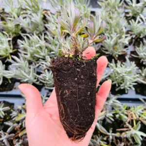 Annet English Lavender Plant - Culinary Herb - Ready to Plant - Purple Flowers