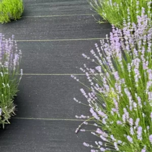 Annet English Lavender Plant - Culinary Herb - Ready to Plant - Purple Flowers