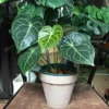 Anthurium Clarinervium Velvet Cardboard Anthurium - Rooted Plant 3" Pot