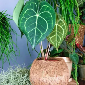Anthurium Clarinervium Velvet Cardboard Anthurium - Rooted Plant 3" Pot