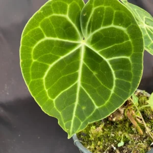 Anthurium Clarinervium Velvet Cardboard Anthurium - Rooted Plant 3