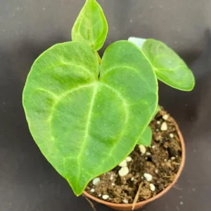 Anthurium Clarinervium Velvet Cardboard Anthurium - Rooted Plant 3