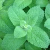 Apple Mint Herb Mint Plant - Live Mentha Plug - Ready to Plant - Various Varieties