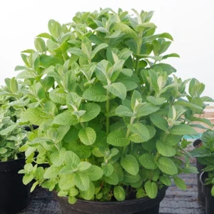 Apple Mint Herb Mint Plant - Live Mentha Plug - Ready to Plant - Various Varieties