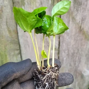 Arabian Coffee Coffea Arabica Plant - Rooted Starter Live Plant