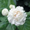 Arabian Jasmine Plant Grand Duke - 12-15" Height - 4" Pot - Fragrant