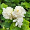 Arabian Jasmine Plant - Grand Duke Jasmine Flowers - 12 Inch Plant in 4 Inch Pot