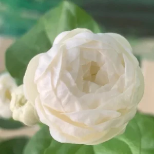 Arabian Jasmine Plant - Grand Duke Jasmine Flowers - 12 Inch Plant in 4 Inch Pot