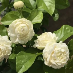 Arabian Jasmine Plant - Grand Duke Jasmine Flowers - 12 Inch Plant in 4 Inch Pot