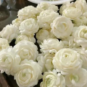 Arabian Jasmine Plant - Grand Duke Jasmine Flowers - 12 Inch Plant in 4 Inch Pot