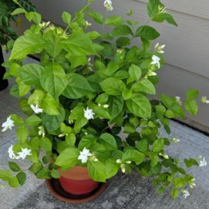 Arabian Tea Jasmine Plant - Maid of Orleans - 4 Inch Potted Flower Plant