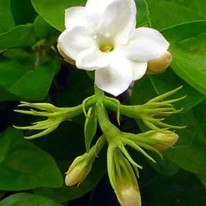 Arabian Tea Jasmine Plant - Maid of Orleans - 4 Inch Potted Flower Plant