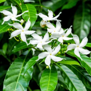 Arabian Tea Jasmine Plant - Maid of Orleans - 4 Inch Potted Flower Plant