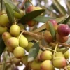 Arbequina Olive Tree - Olea Europaea - 1 Gallon Pot - Fruit Bearing