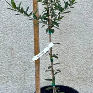 Arbequina Olive Tree - Olea Europaea - 1 Gallon Pot - Fruit Bearing