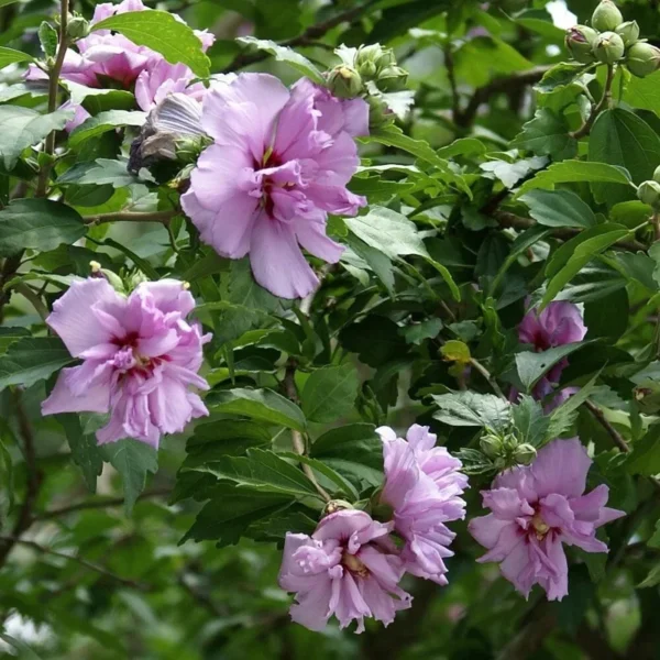 Arden's Althea Rose of Sharon - 2 Bare Root Seedlings 12-18 inch - Pink Flowering Bush