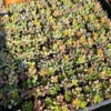 Assorted Succulent Combo Pot - 2 Inch - Unique Variety