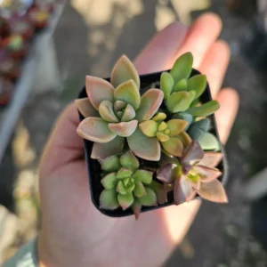 Assorted Succulent Combo Pot - 2 Inch - Unique Variety