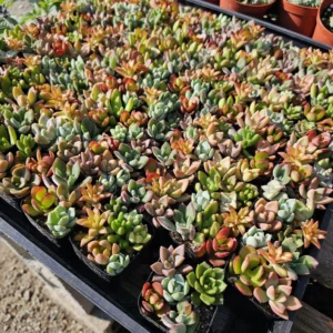 Assorted Succulent Combo Pot - 2 Inch - Unique Variety