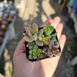 Assorted Succulent Combo Pot - 2 Inch - Unique Variety