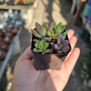 Assorted Succulent Combo Pot - 2 Inch - Unique Variety