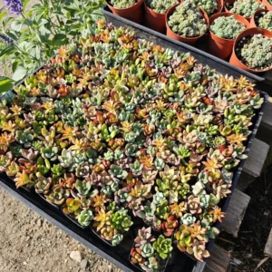 Assorted Succulent Combo Pot - 2 Inch - Unique Variety